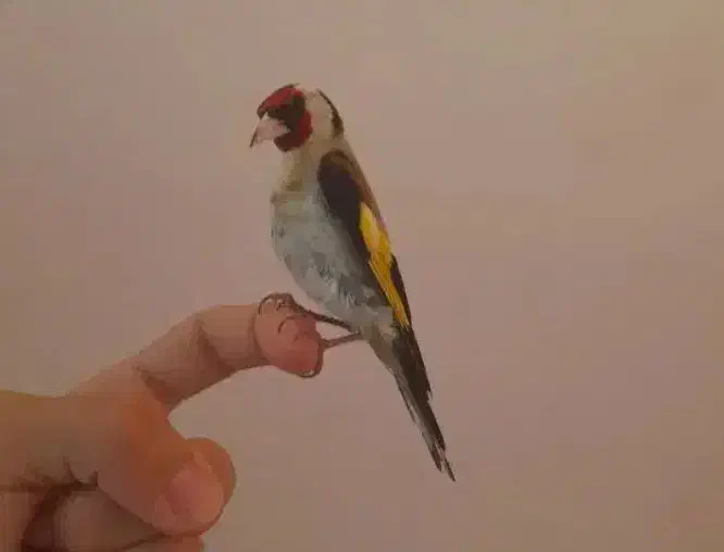 سهره بخون خوشرنگ|پرنده|تهران, زنجان جنوبی|دیوار