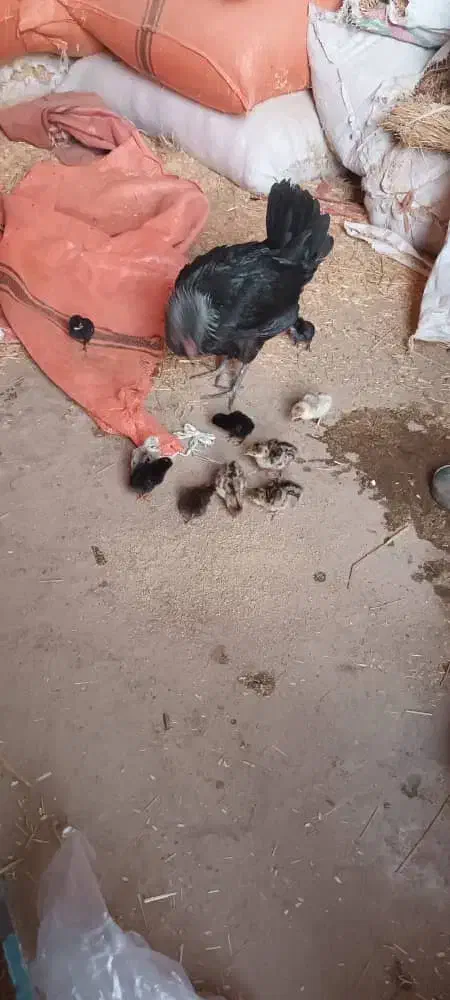 مرغ|حیوانات مزرعه|وحدتیه, |دیوار