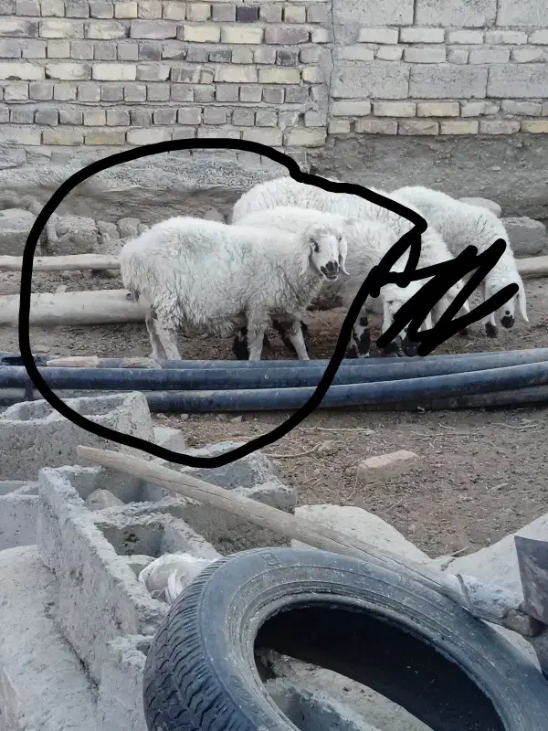 گوسفند|حیوانات مزرعه|زهک, |دیوار