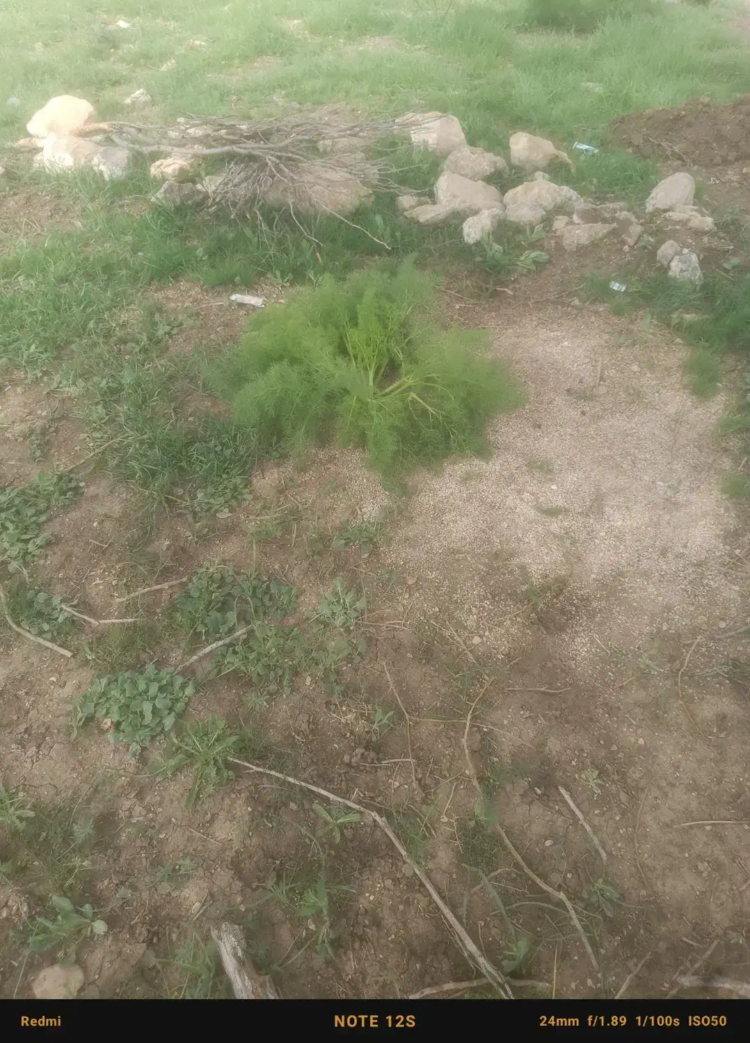 علوفه جاشیر درجه یک دالون و چیربیون|لوازم جانبی حیوانات|چاروسا, |دیوار