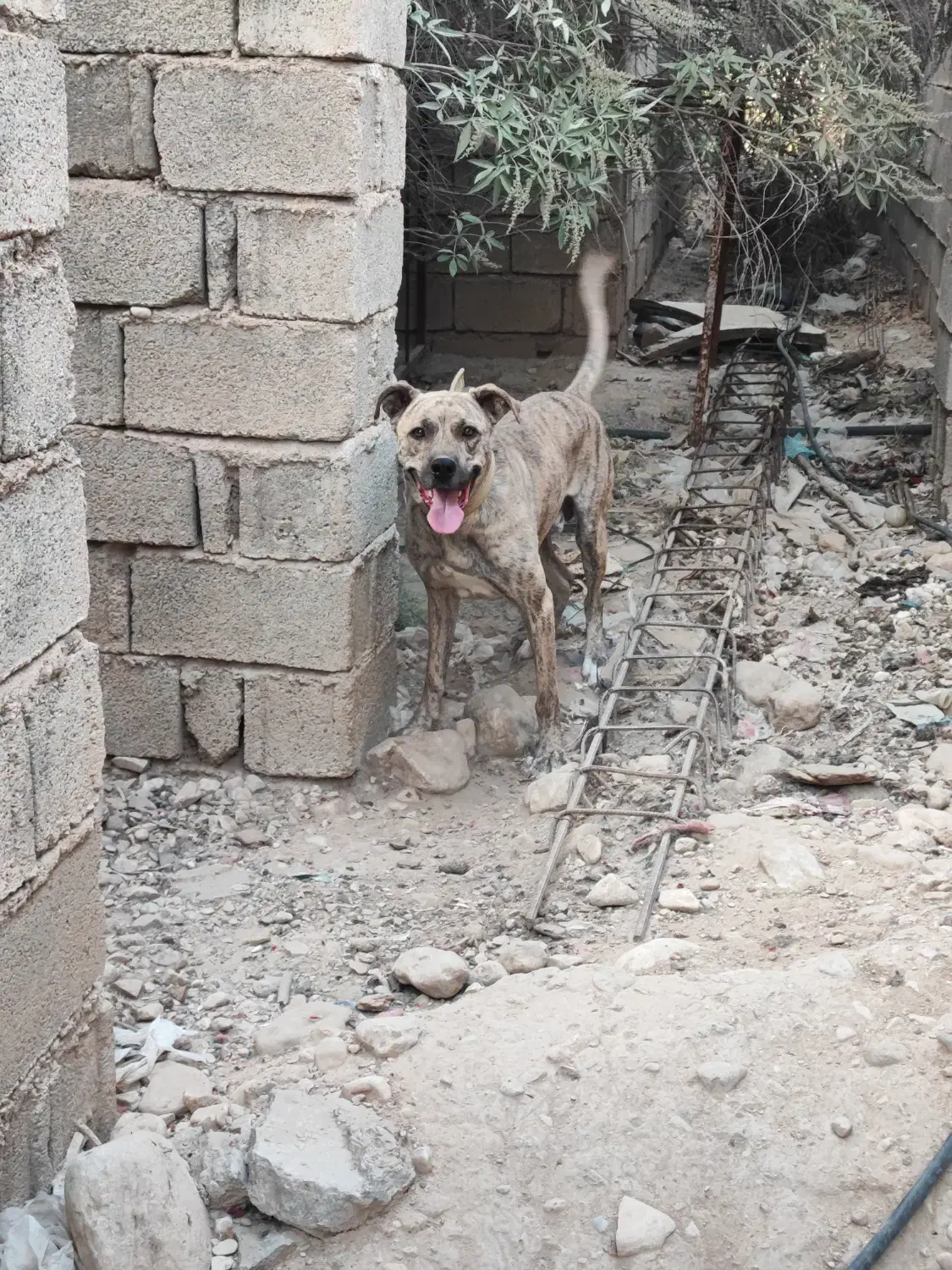 نر پیتبول خراسانی مخصوص گله و کوه|سگ|نورآباد ممسنی, |دیوار