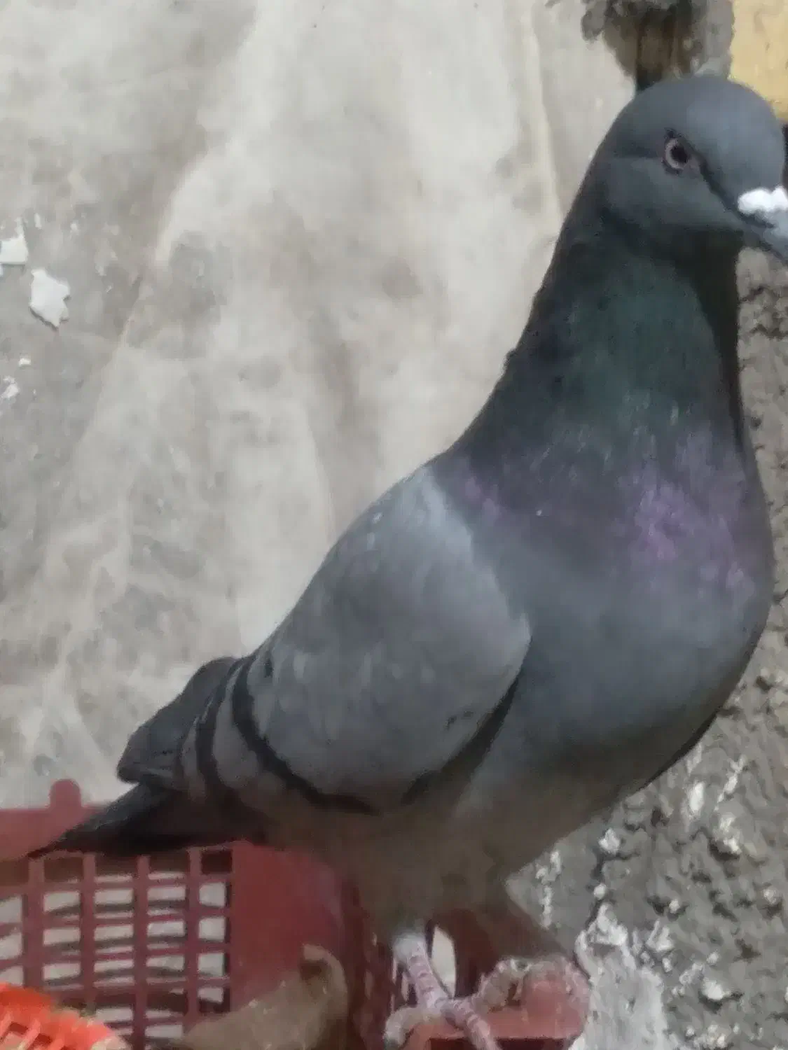 سبز پاکستان|پرنده|امیدیه, |دیوار