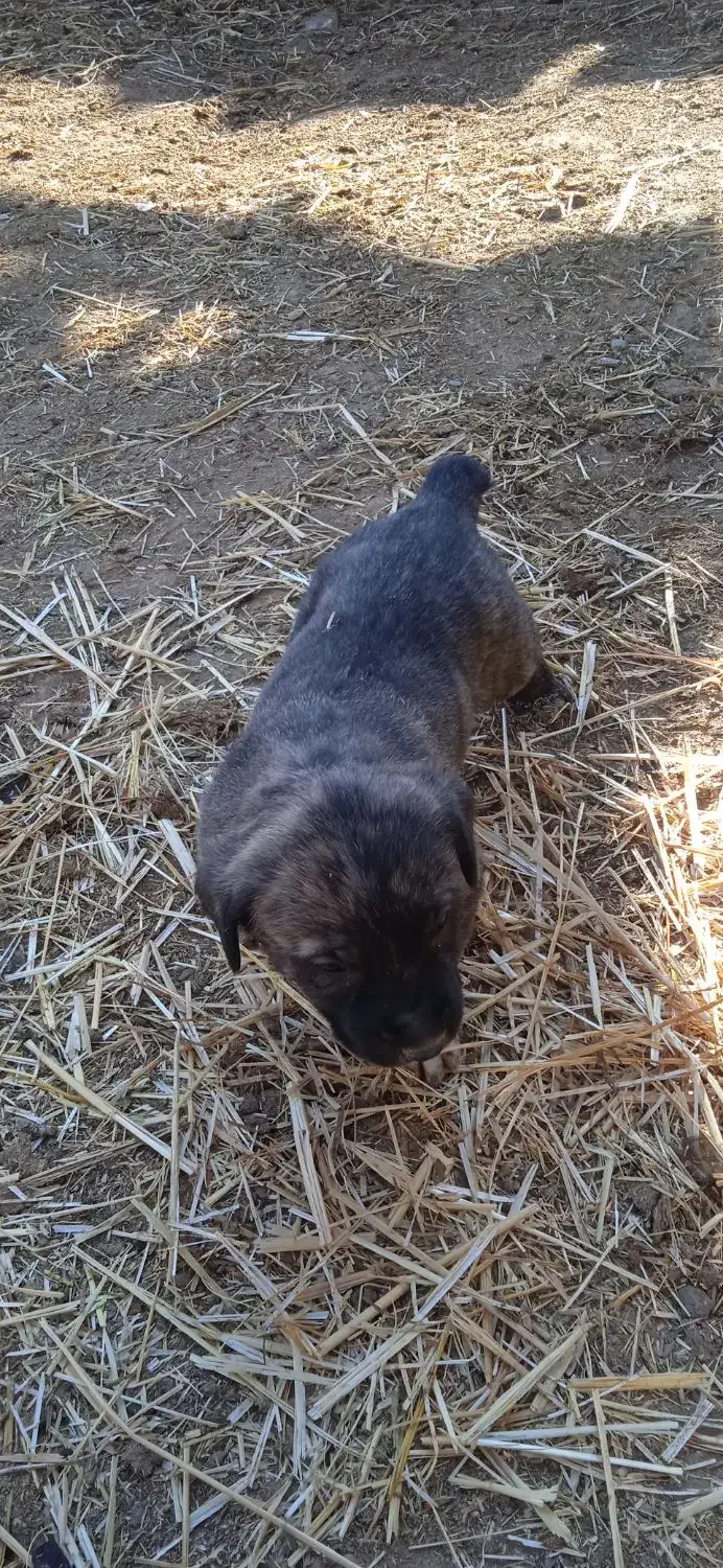 واگذاری.سگ.|سگ|رادکان, |دیوار