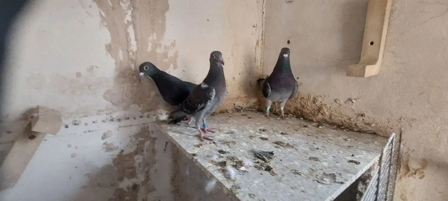 کبوتر کفترمسافتی پلاکی|پرنده|تربت‌حیدریه, شهید قرنی|دیوار