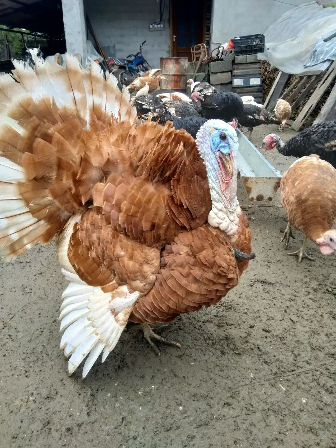 بوقلمون بوربون ، برنز و غاز محلی|حیوانات مزرعه|حویق, |دیوار