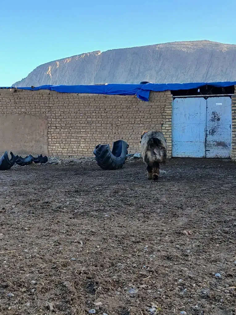 قوچ ترکی|حیوانات مزرعه|درودزن, |دیوار