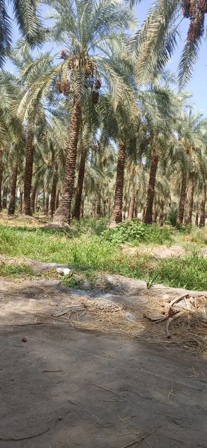 مغ گراس هستم انواع مغ قیمت توافقی|خدمات باغبانی و درختکاری|عنبرآباد, |دیوار