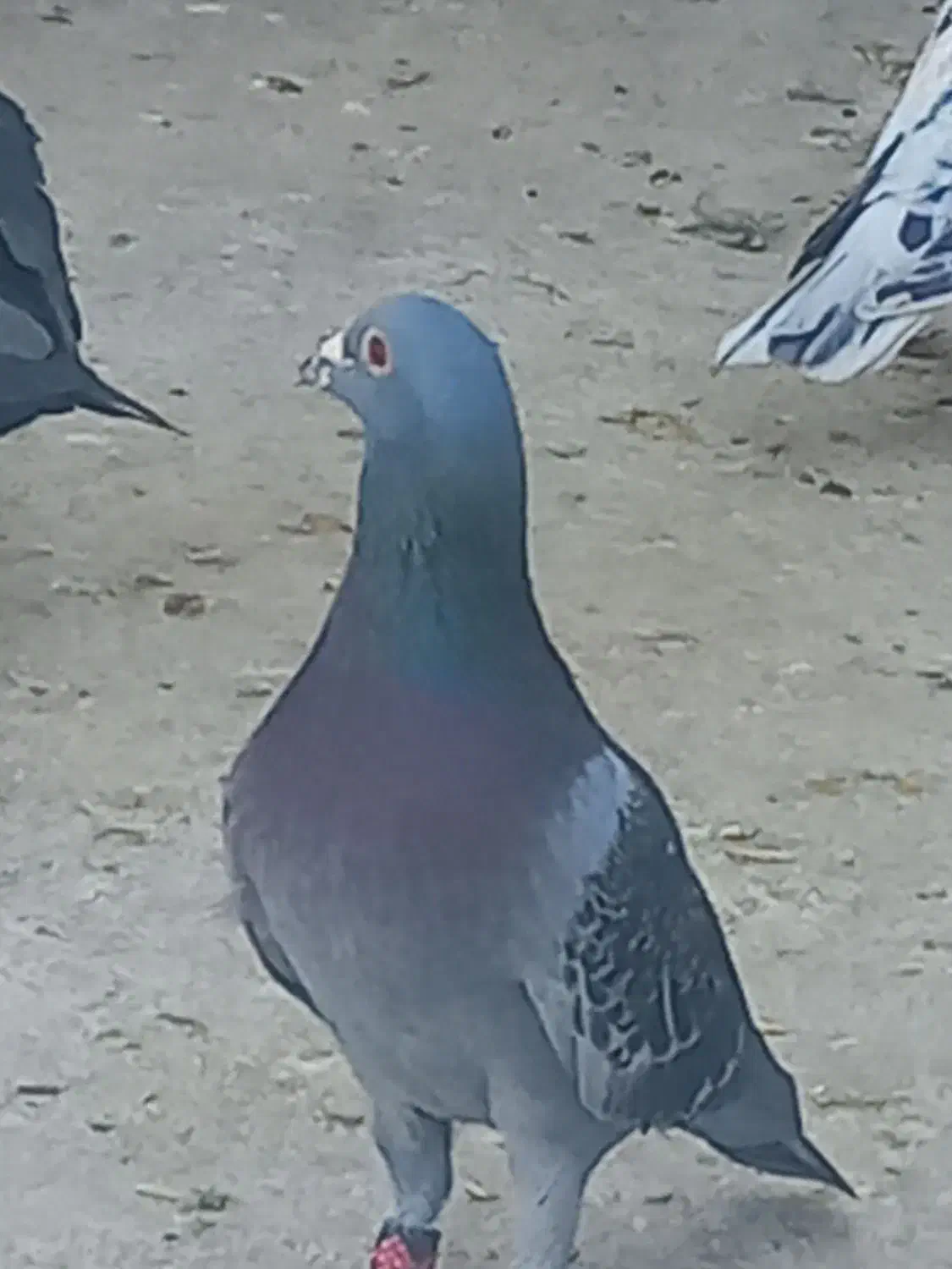 کبوتر۲۰عددپلاکی|پرنده|شیراز, کیان آباد|دیوار