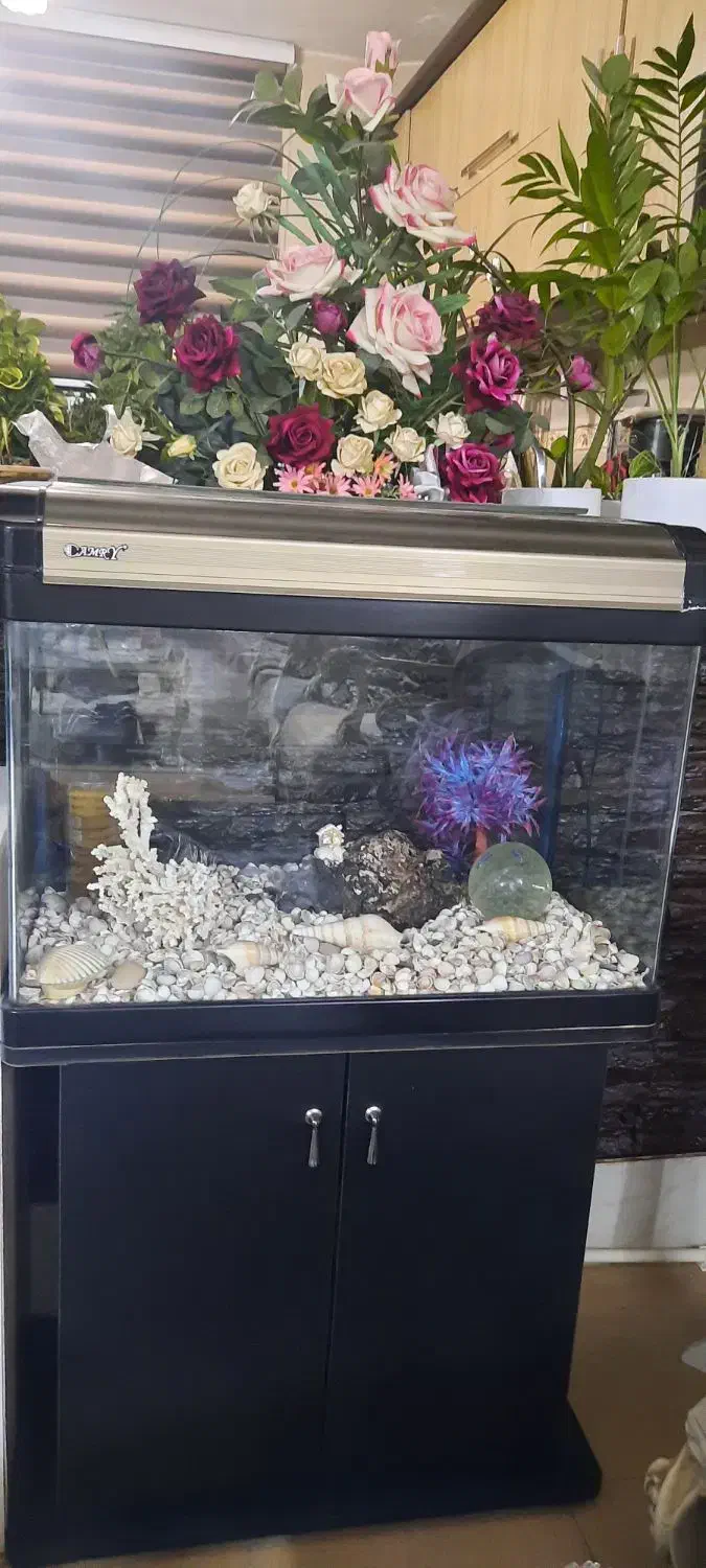 آکواریوم در حد نو|ماهی|بیرجند, |دیوار