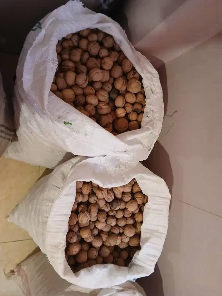 گردوی مرغوب تازه باغ خودمون|خوردنی و آشامیدنی|تهران, مسعودیه|دیوار