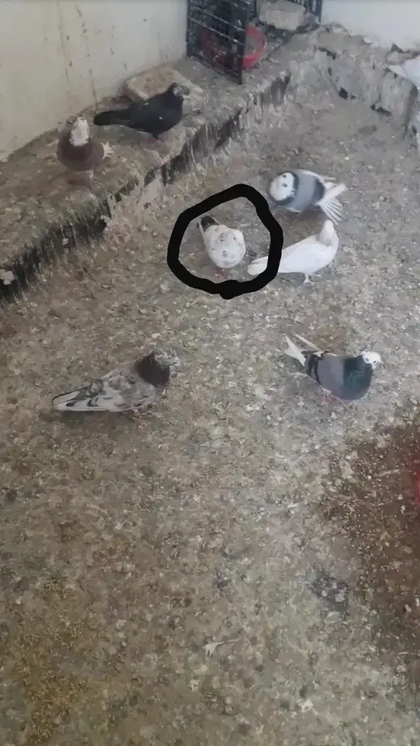 گمشده|حیوانات|جوادآباد, |دیوار