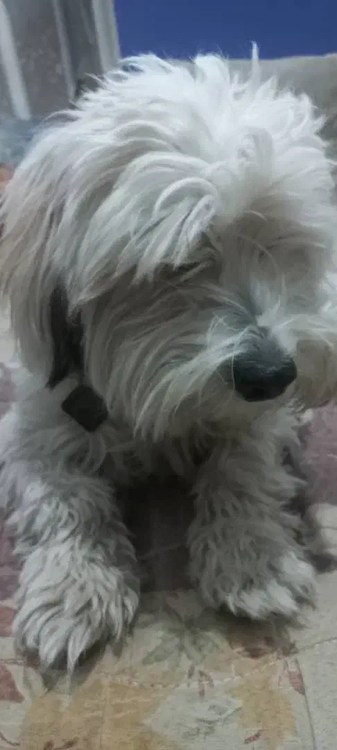 سگ شیتزو|سگ|یزد, |دیوار