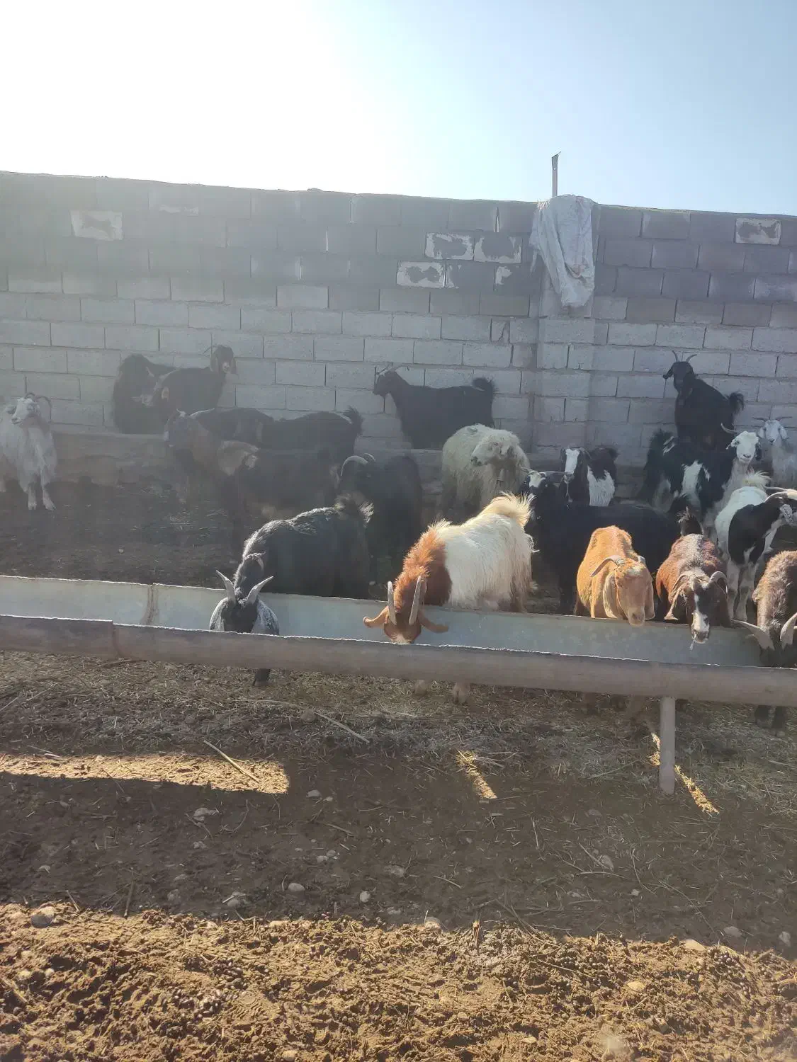 بز داشتی|حیوانات مزرعه|بهبهان, |دیوار