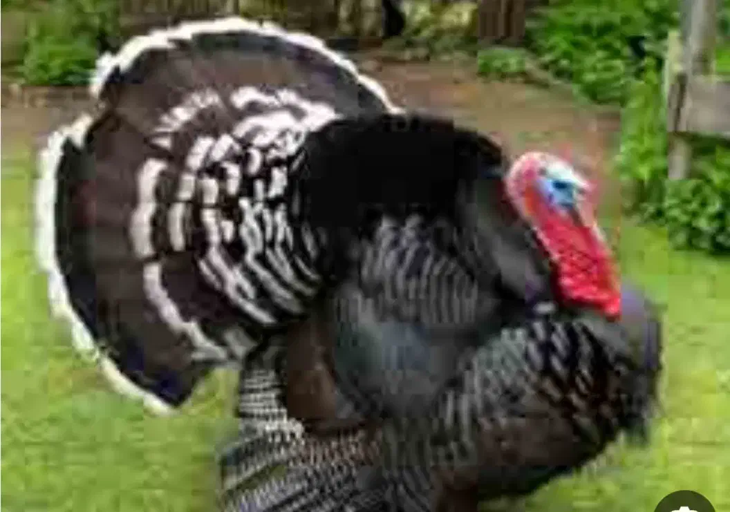 بوقلمون طبیعی|حیوانات مزرعه|اردبیل, |دیوار