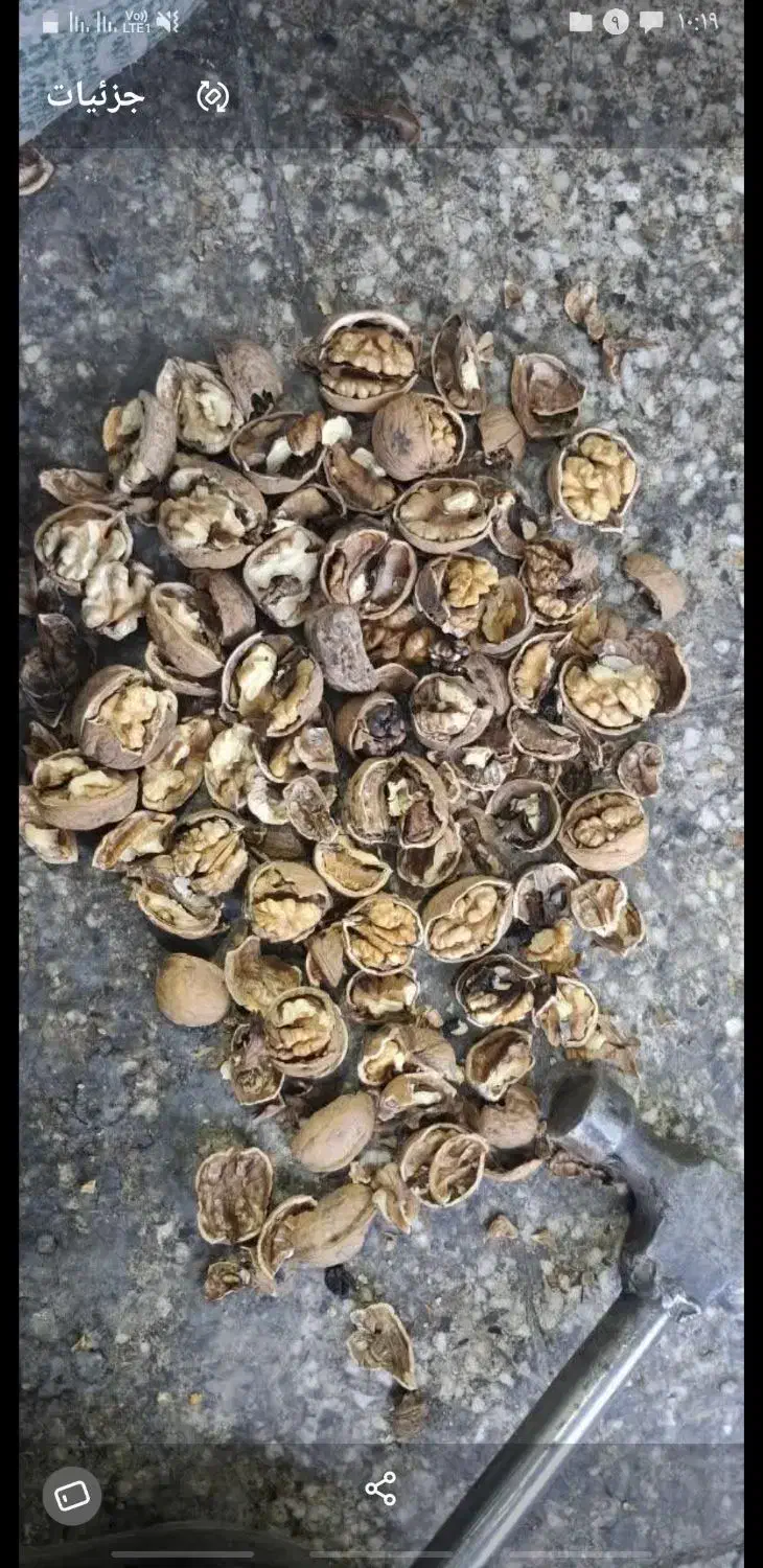 گردو همدان|خوردنی و آشامیدنی|قم, حاج زینل|دیوار