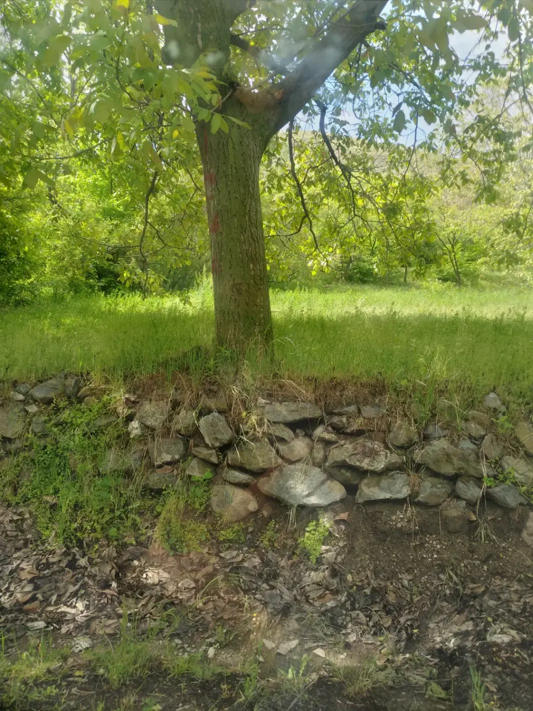 فروش باغ در روستای خانگاه|فروش زمین و ملک کلنگی|خوی, |دیوار