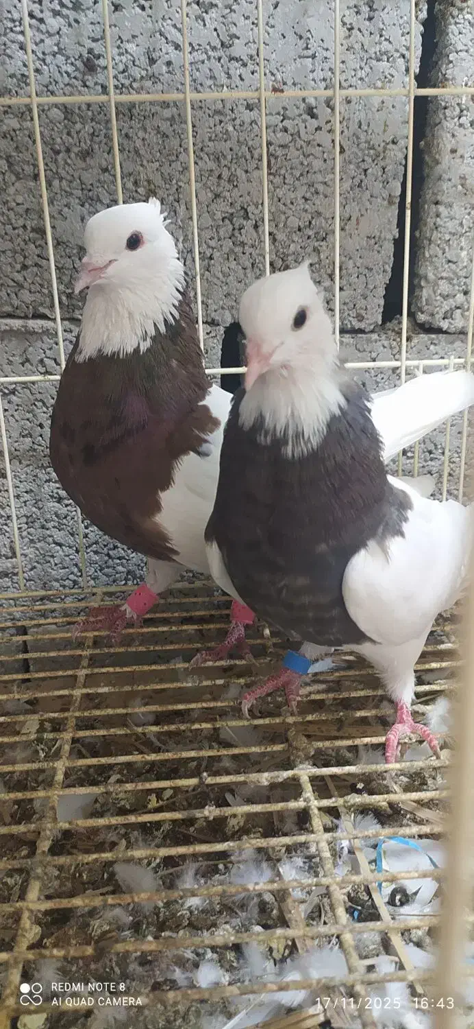 کبوتر طوقی|پرنده|آبپخش, |دیوار