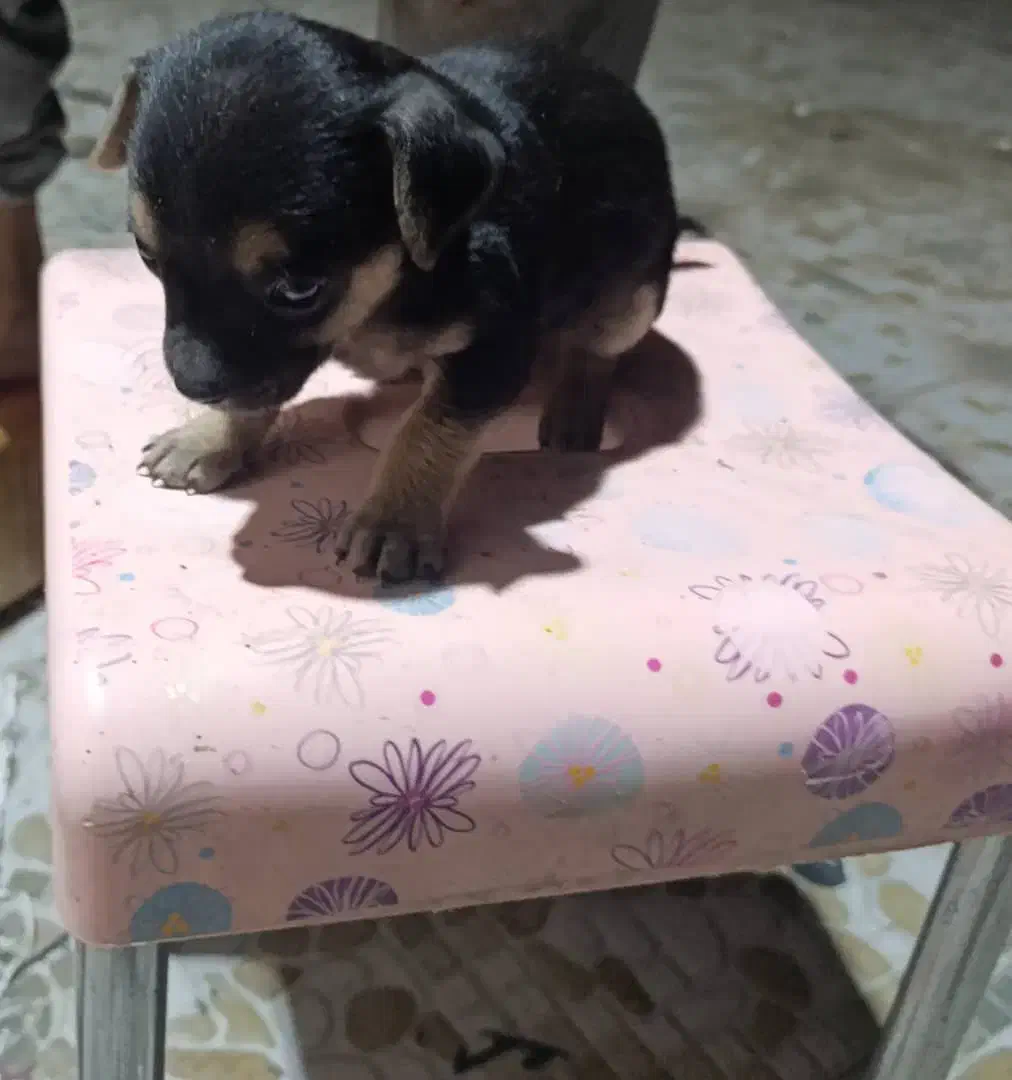 واگذاری توله شی واوا اصل|سگ|زرند, |دیوار