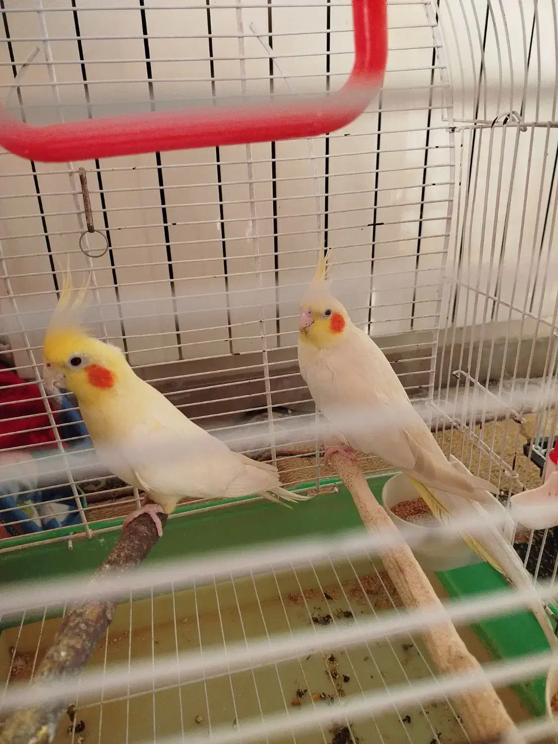 طوطی عروس هلندی لوتینو جفت مولد|پرنده|بابل, |دیوار