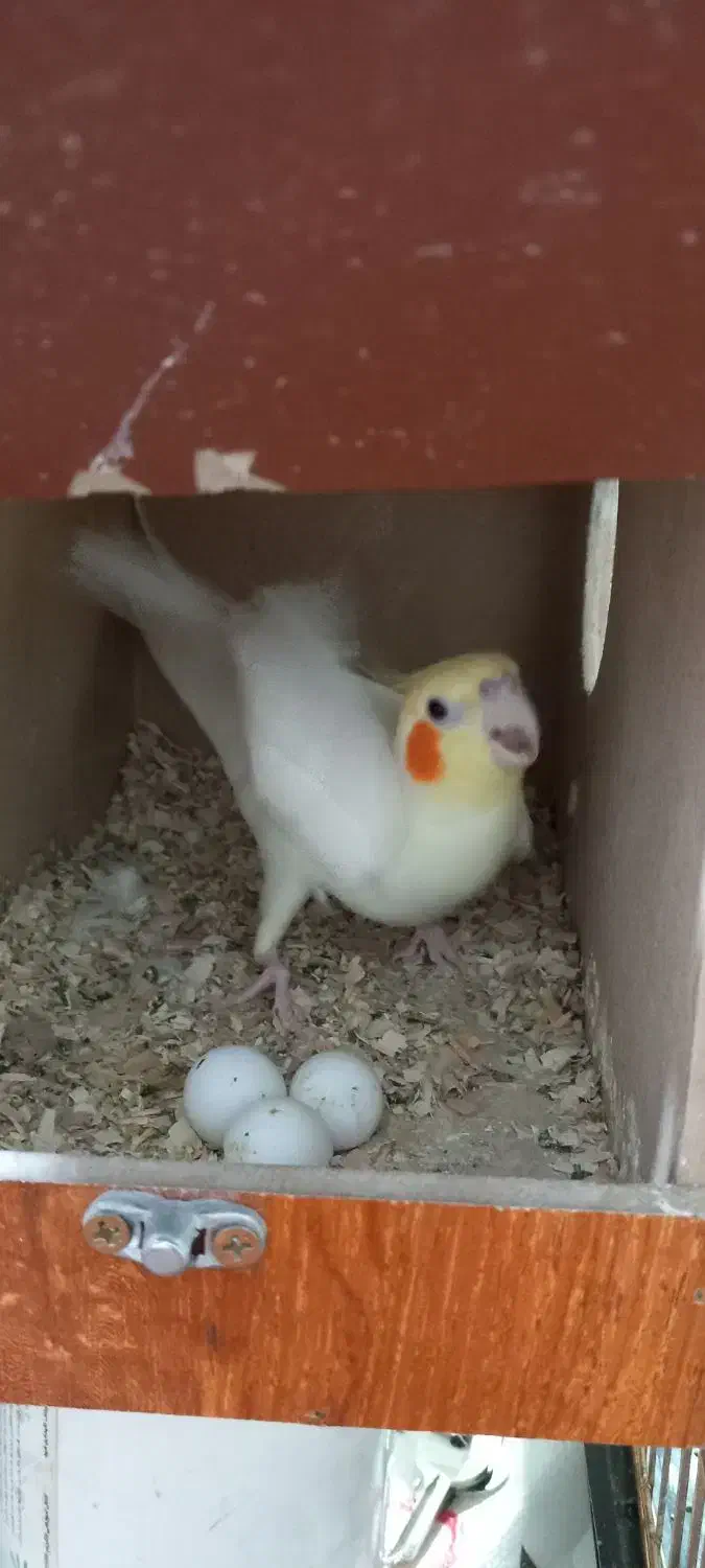 فروش عروس هلندی مولود|پرنده|اسلامشهر, چیچکلو|دیوار