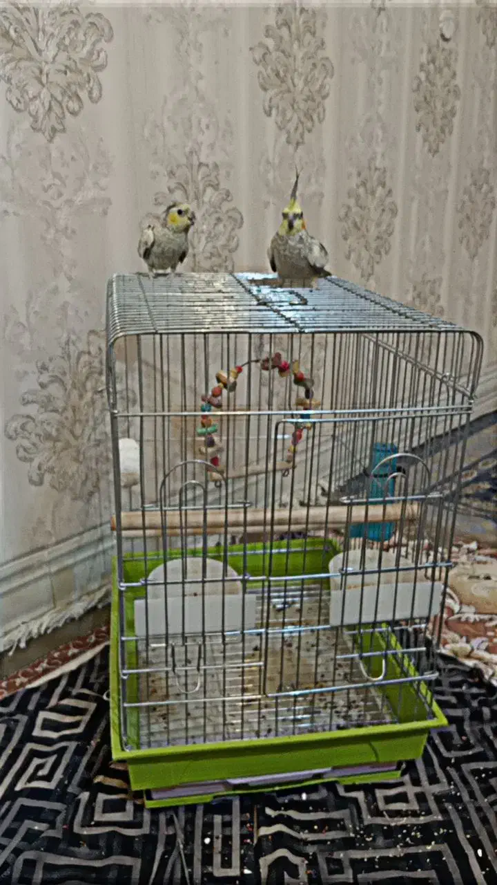 یک جفت عروس هلندی لوتیتو ابلغ|پرنده|شیراز, کوشک میدان|دیوار