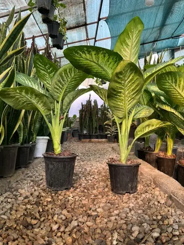 انواع گل و خاک کود گلخانه گلها|گل و گیاه طبیعی|زابل, |دیوار