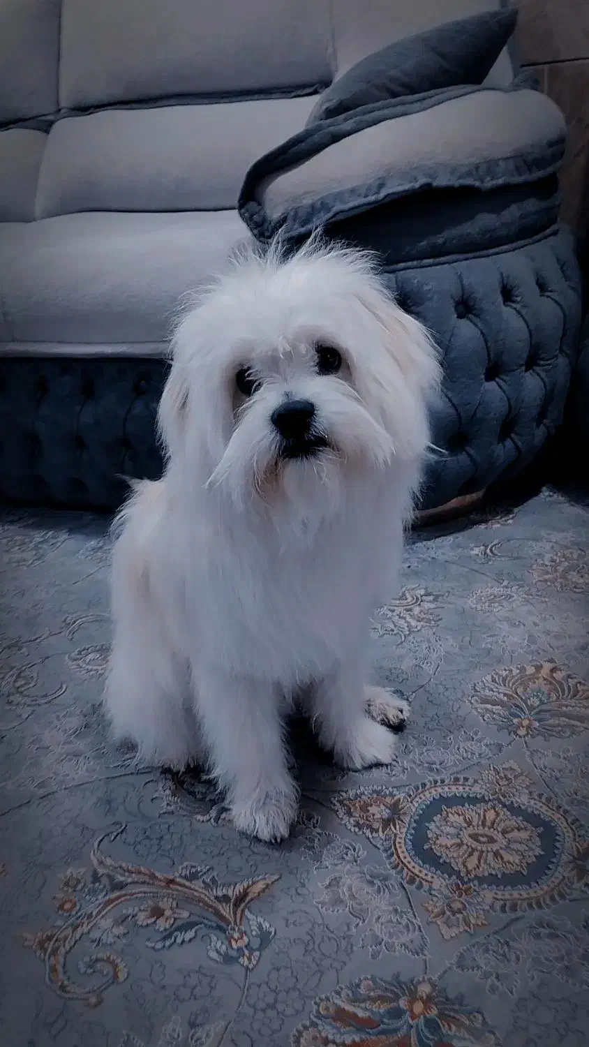 سگ شیتزو|سگ|لردگان, |دیوار