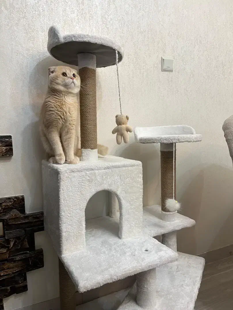 اسکرچر جای خواب گربه|لوازم جانبی حیوانات|تهران, کوی بیمه|دیوار