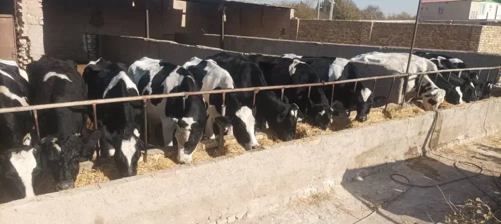 گاو ابستن سنگین|حیوانات مزرعه|بشاریات, |دیوار