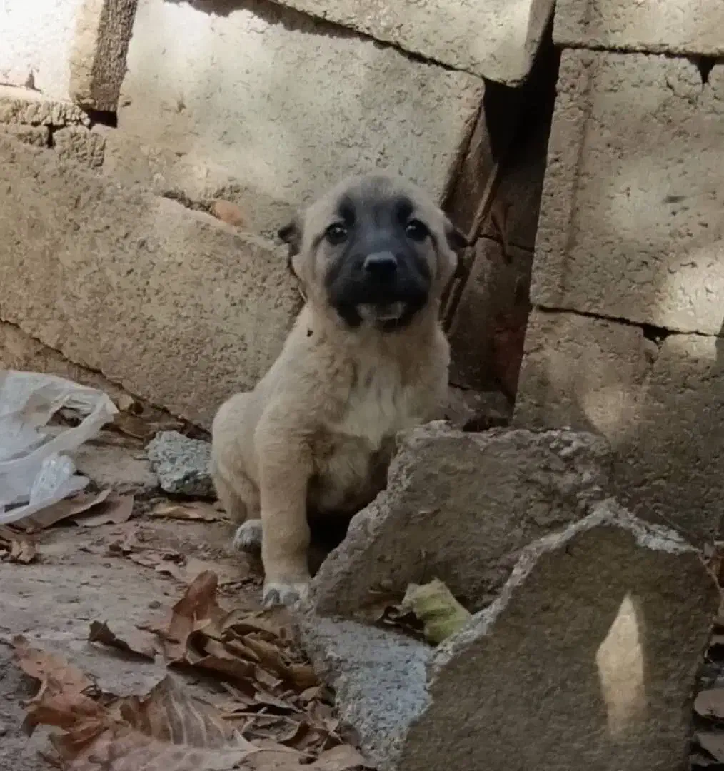 توله* سگ *سرابی*اصیل|سگ|شیراز, قلعه نو|دیوار