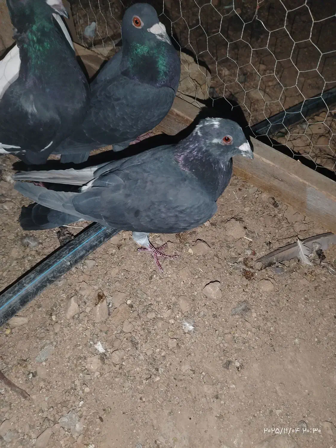 کبوتر|پرنده|طسوج, |دیوار