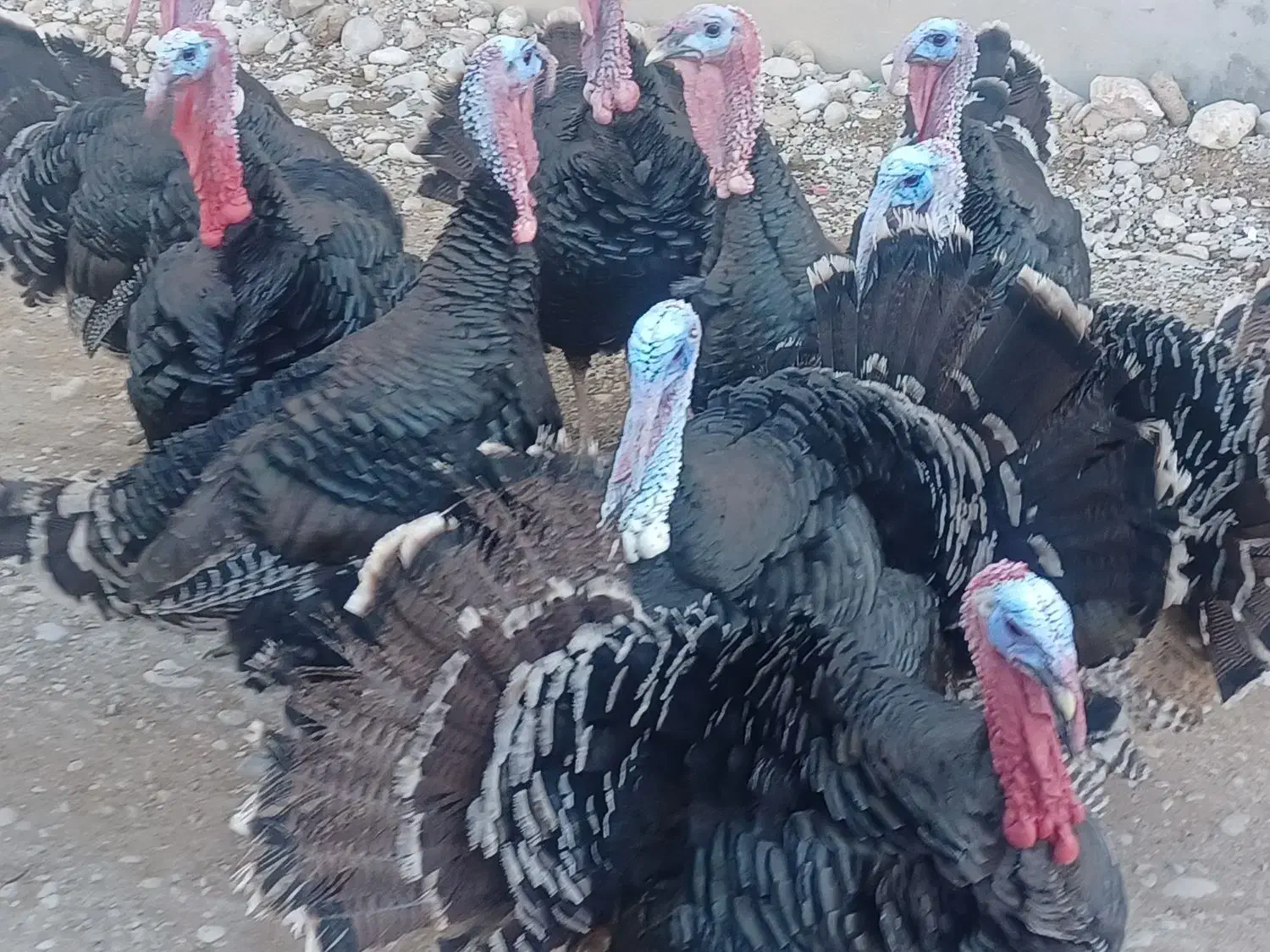 فروش بوقلمون برنز|حیوانات مزرعه|یاسوج, |دیوار