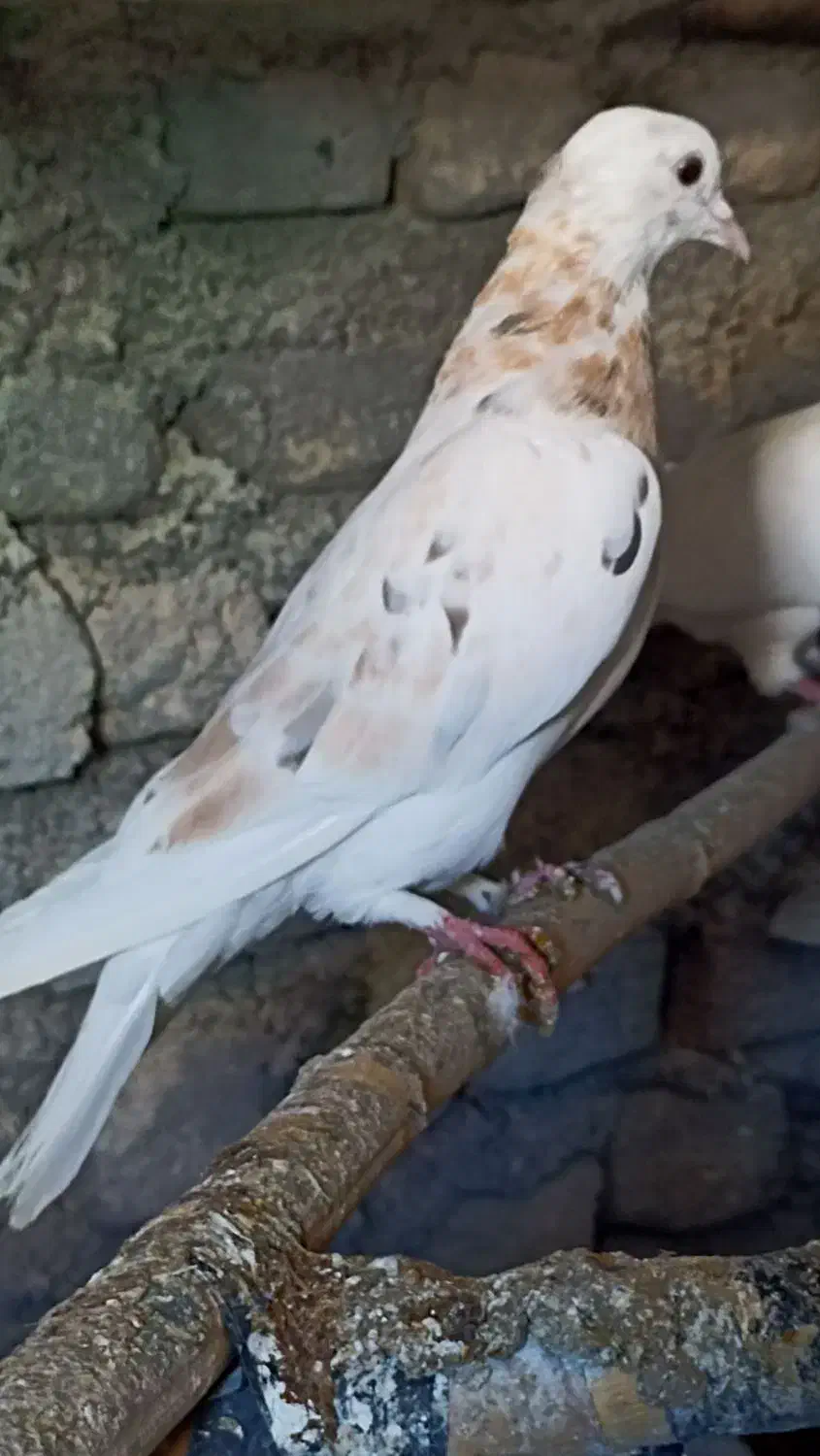 کبوتر|پرنده|سرپل ذهاب, |دیوار