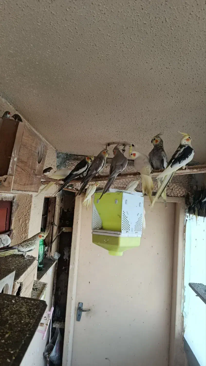 عروس هلندی های درشت سالم و سرحال|پرنده|آبیک, |دیوار