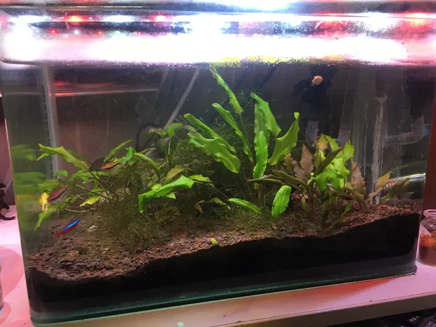فروش فوری آکواریوم گیاهی|ماهی|شیراز, رازی|دیوار