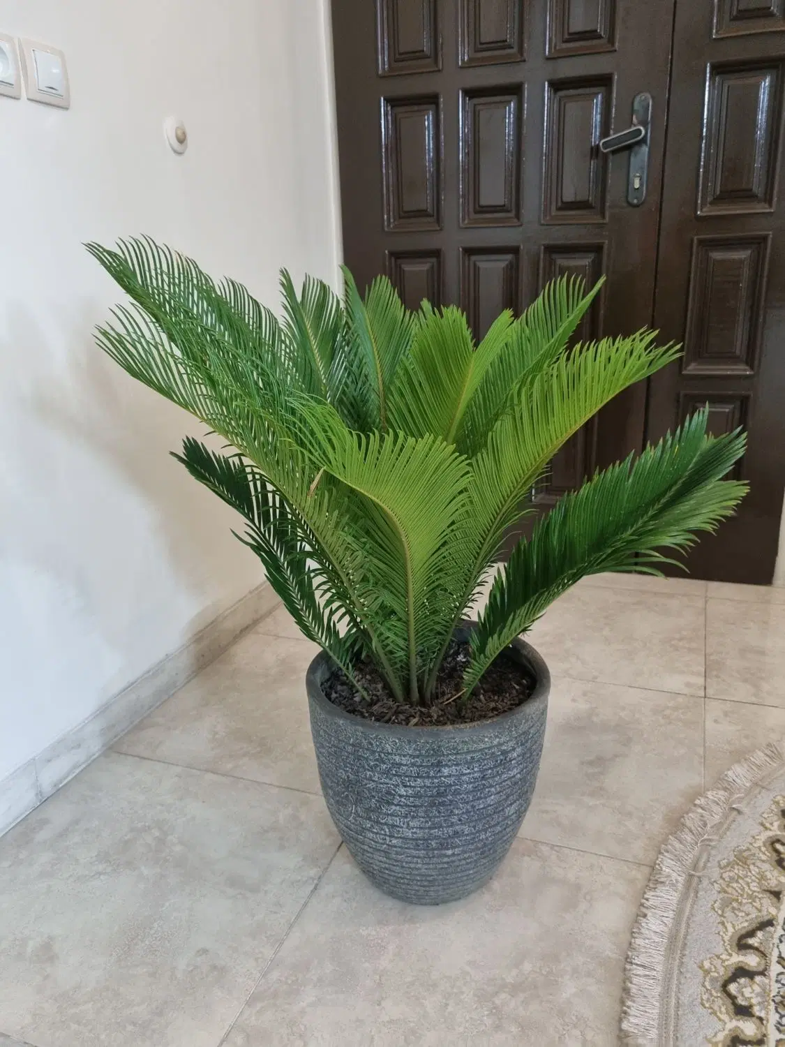 سیکاس|گل و گیاه طبیعی|اصفهان, کردآباد|دیوار