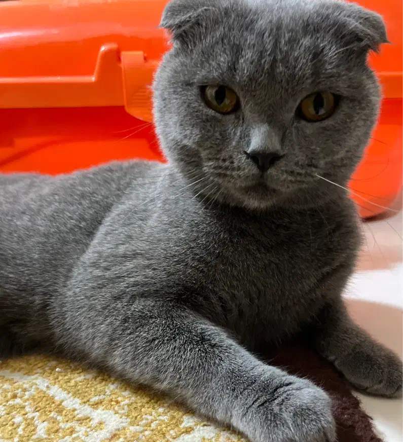 گربه اسکاتیش فولد بلو نر «گوش فولد واقعی»|گربه|کرمان, |دیوار