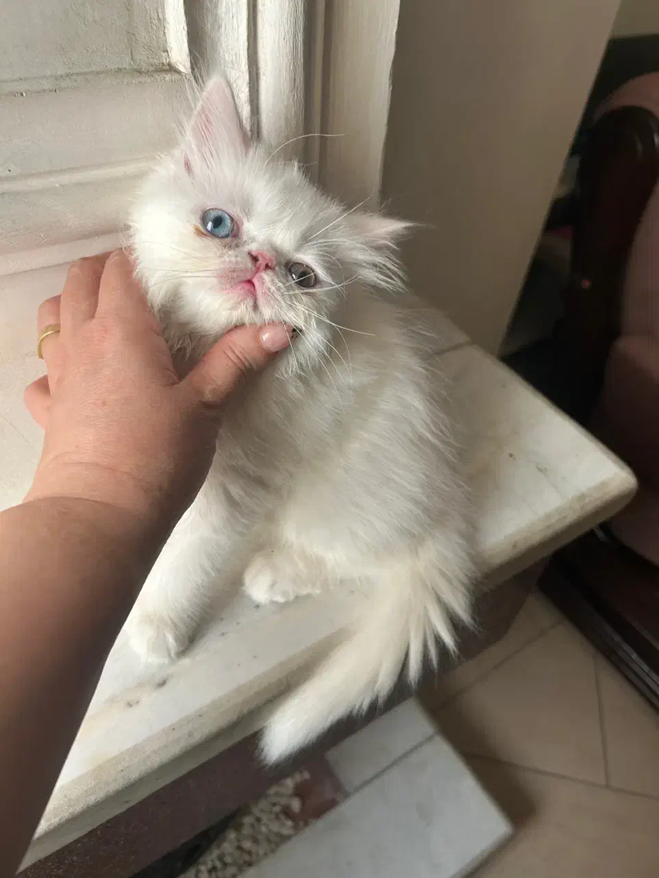 واگذاری پرشین اسکاتیش|گربه|گرگان, |دیوار