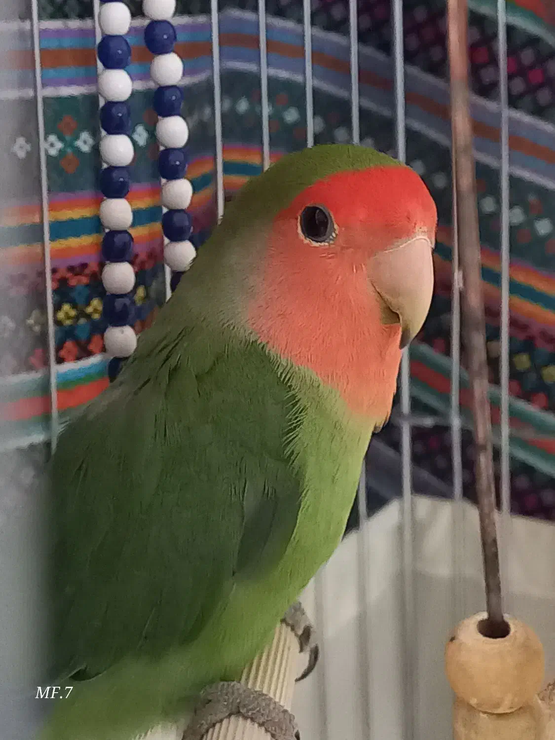 طوطی برزیلی نر دستی و رام|پرنده|شهریار, شهریار|دیوار