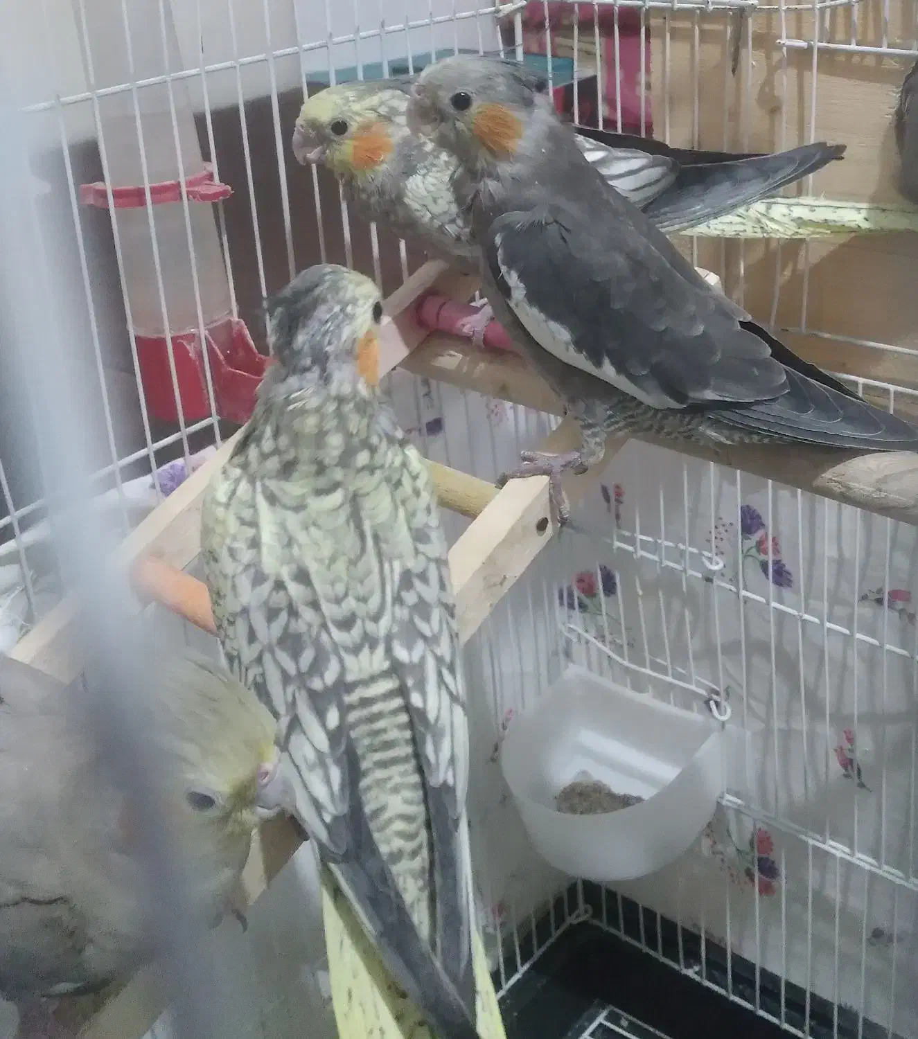 عروس هلندی|پرنده|لاهیجان, انقلاب|دیوار