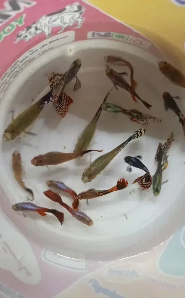 ماهی گوپی کفتر|ماهی|زرند, |دیوار