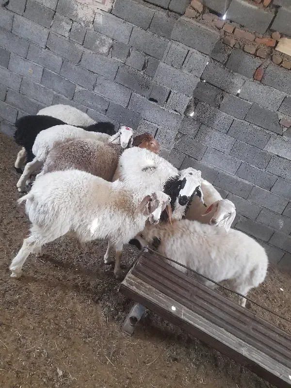 گوسفنده زنده گوشت جگر سیرابی|خوردنی و آشامیدنی|درح, |دیوار