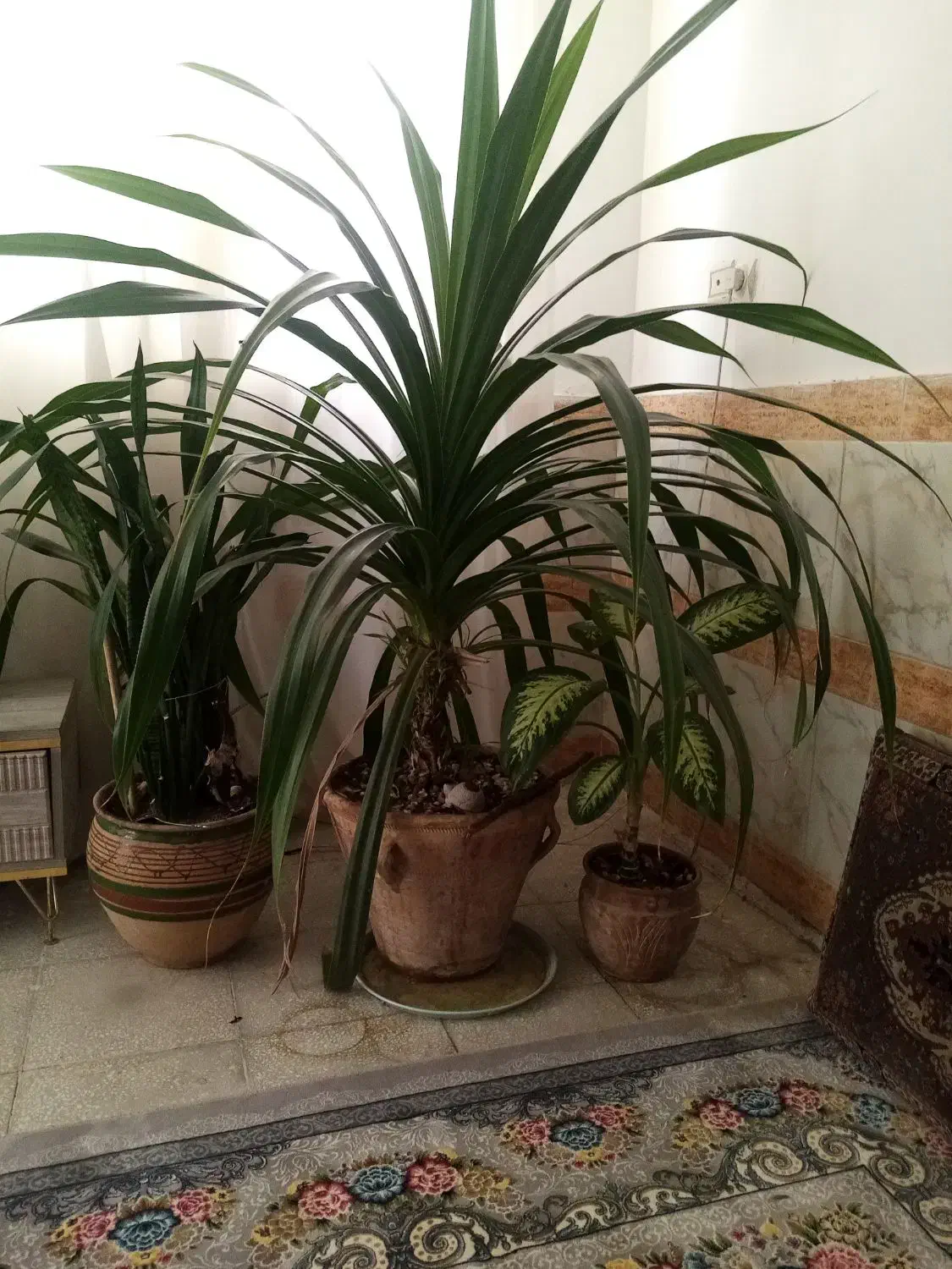 گل پاندانوس که پراز جوانه مناسب برای آپارتمان|گل و گیاه طبیعی|سبزوار, امیر کبیر|دیوار