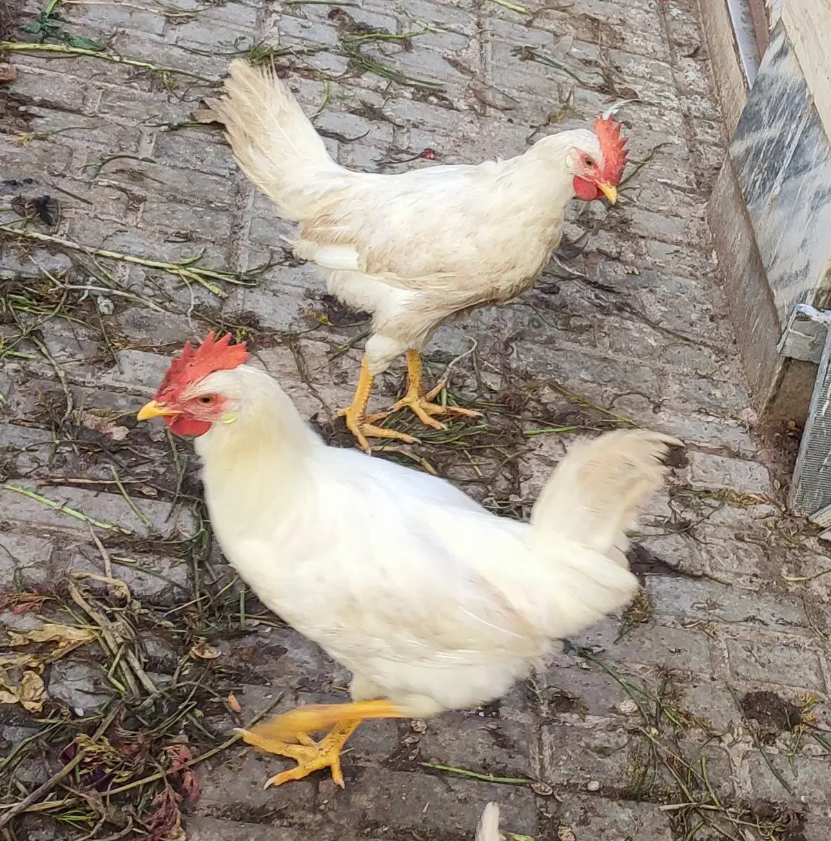 خروس|حیوانات مزرعه|گناباد, |دیوار