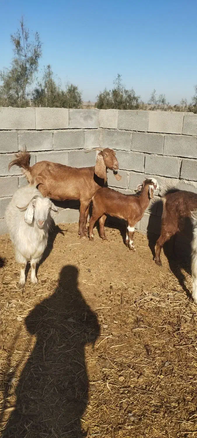 بز داشتی|حیوانات مزرعه|داراب, |دیوار