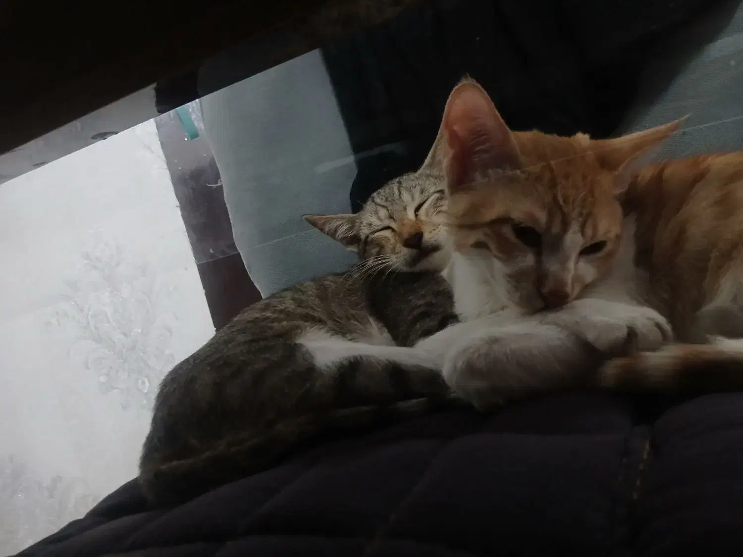 گربه ماده|گربه|اهواز, پردیس|دیوار