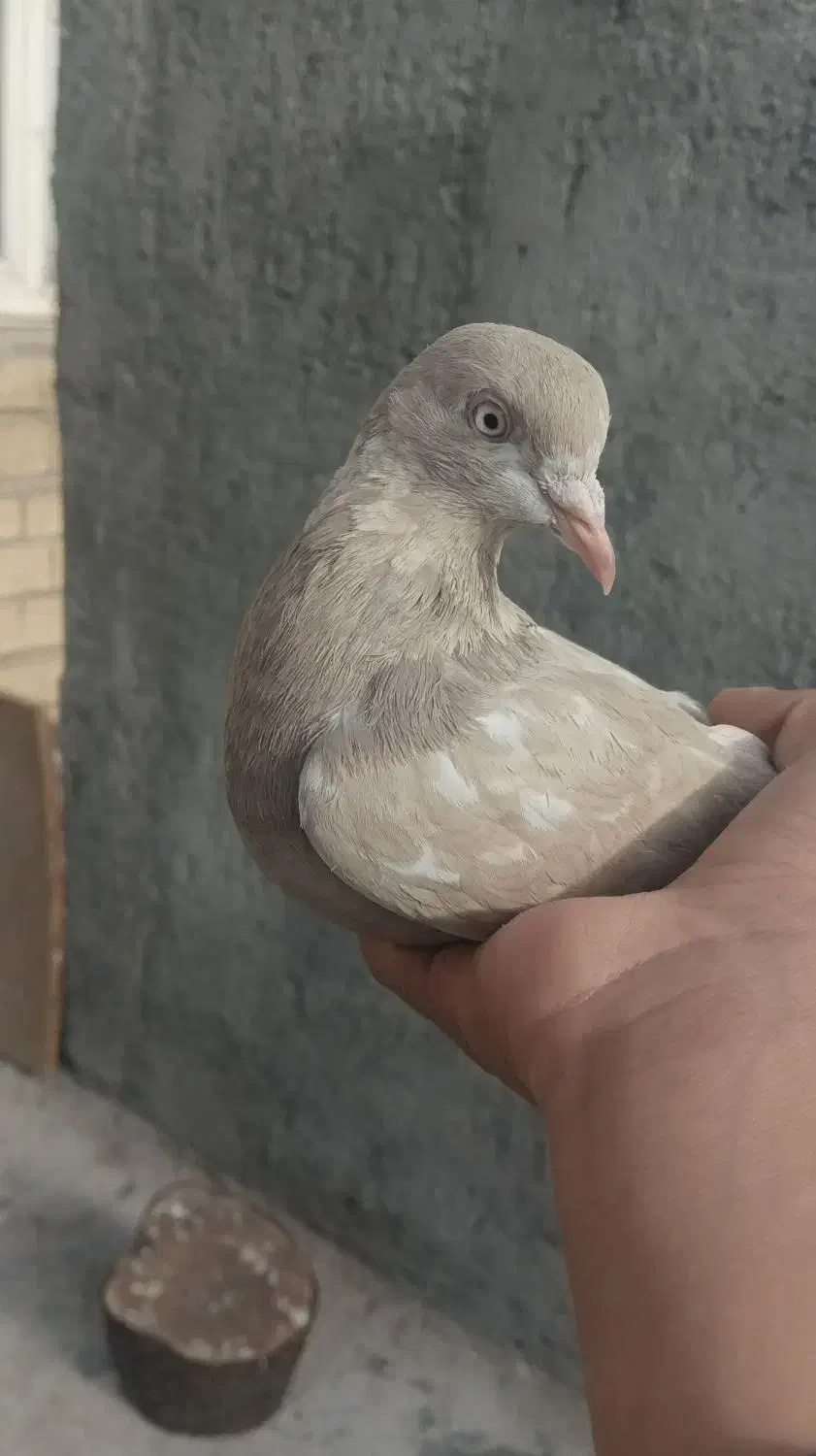 کبوتر سرکه ای|پرنده|دورود, |دیوار