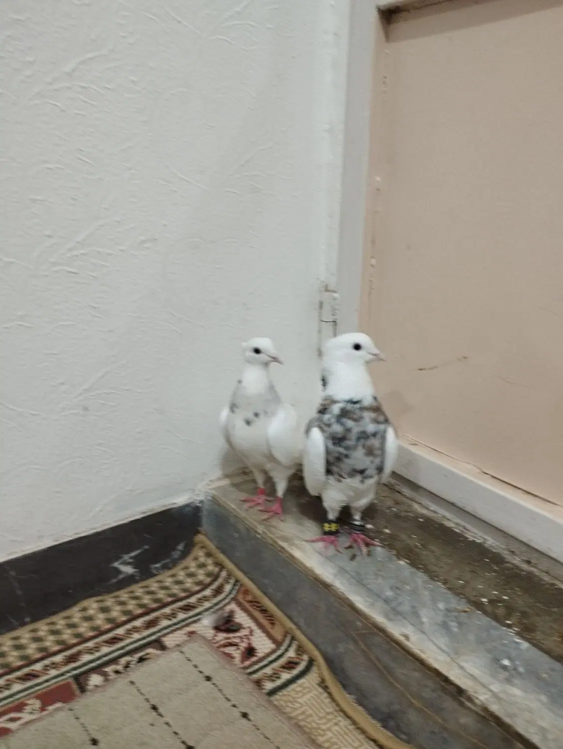 طوقی جفت|پرنده|بروجن, |دیوار