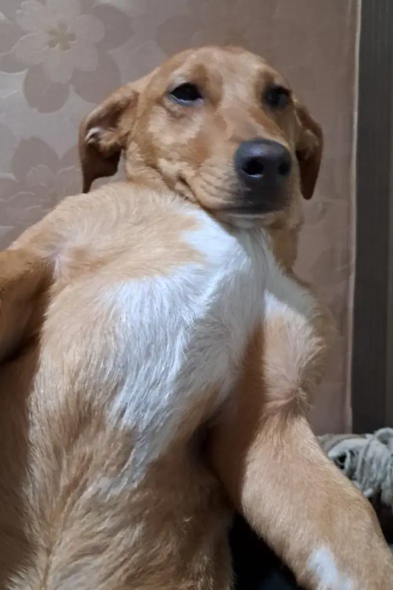 واگذاری توله سگ چارماه شیرین شناسنامه/واکسن خورده|سگ|تهران, ستارخان|دیوار