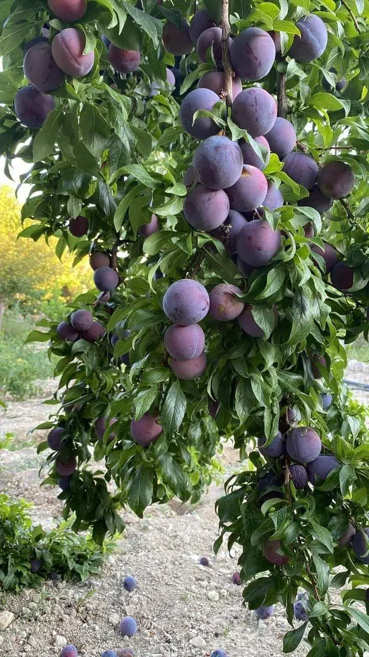 نهال آلو سالم و پربار  مناسب باغ و باغچه|خدمات باغبانی و درختکاری|سلماس, |دیوار